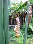 IMG_0113.JPG