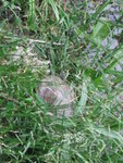 IMG_3829.JPG