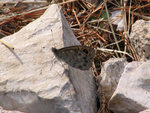 IMG 3479