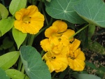 IMG 0205
golden climbing nasturtiums