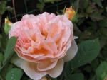 IMG 0211
Abraham Darby after the rain