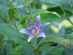 toad lily - first bloom, september 2004