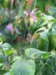 IMG 0604