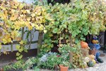 DSC_0469.JPG