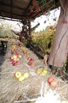 DSC_0476.JPG