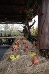 DSC_0477.JPG