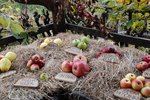 DSC_0493.JPG