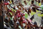 DSC_0503.JPG