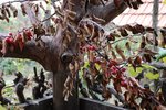 DSC_0504.JPG