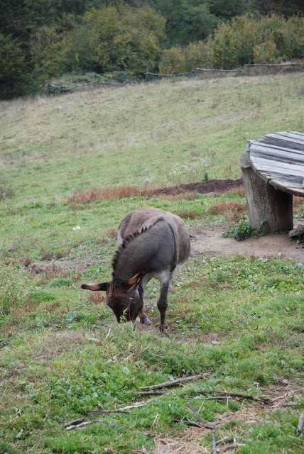 DSC_0521.JPG