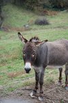 DSC_0523.JPG