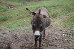 DSC_0525.JPG