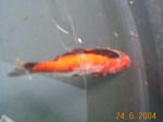 a sick fish? :(