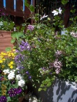 DCP03664
dwarf lilac "Palibin"; bidens and verbenas at the bottom; two blooms of madame le coultre on top
