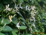 DCP03691
japanese hall's honeysuckle, as much of it as the fence will take; heavenly perfume, sweet but gentle