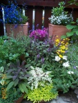DCP03734
the herb garden with some decorations (bidens, lobelia, a small bougainvillea)