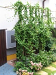 IMG 0422