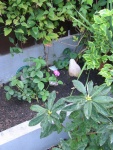 louis(e?) odier, heavy sweet scent - introduced to our garden in september