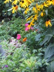 newly arrived heidetraum, a ground-covering rose