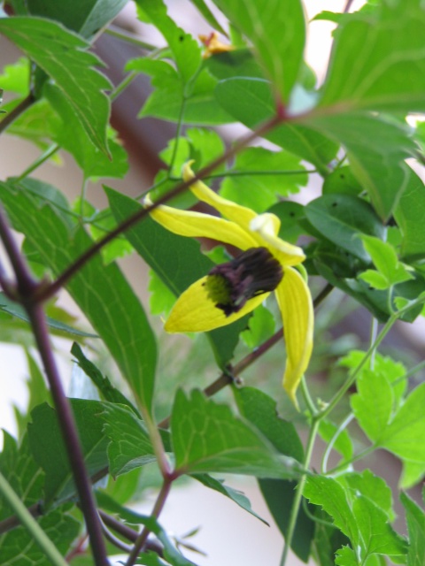 clematis tangutica "golden harvest" - first year, first bloom