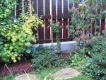 the honeysuckle in its place between a climbing hydrangea and a flowering dogwood "rainbow"