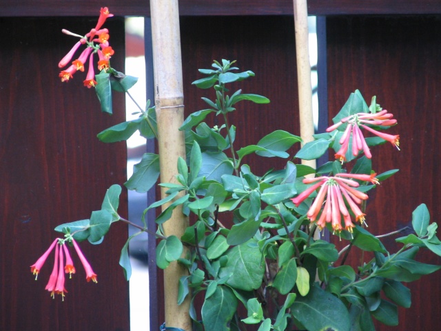 A new arrival: coral honeysuckle (lonicera sempervirens) - was labeled as heckrotii