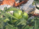 IMG_0005.JPG