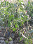 IMG_0007.JPG