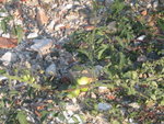 IMG_0015.JPG