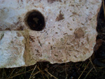 It has three holes. two at one and one at the other side of the stone each about 5 cm in diameter and 5 cm deep.


