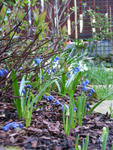 Blue Puhskinias under a Japanese Hydrangea Serrata