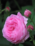 Bourbon rose "Louise Odier" - its first summer in our garden