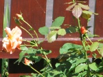 IMG 0015