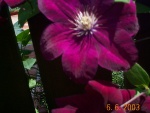 DCP02859