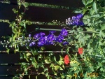 DCP02860
