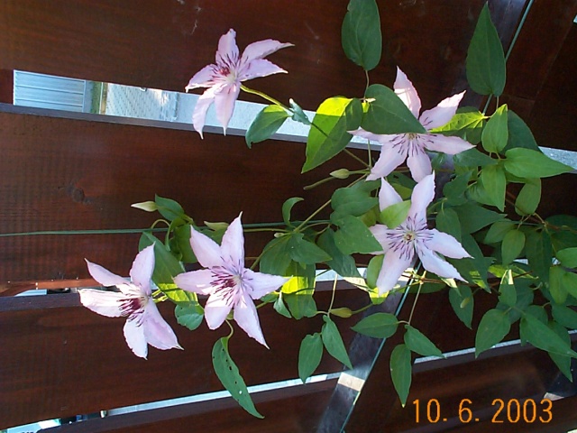 DCP02864