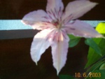 DCP02867