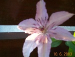 DCP02868