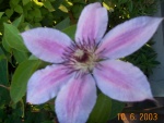 DCP02869