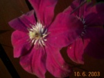 DCP02873