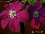 DCP02874